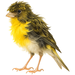 Munich Frill Canary